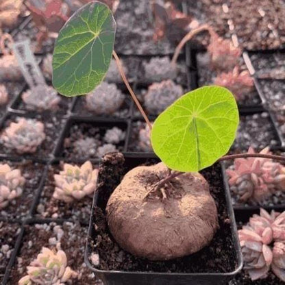 Caudexo™️Stephania Erecta Plant (Pack of 2)